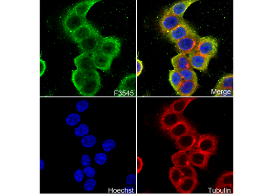 cdc2 Antibody
