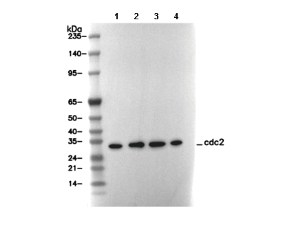 cdc2 Antibody