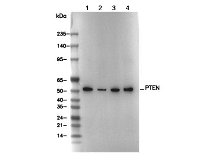 PTEN Antibody