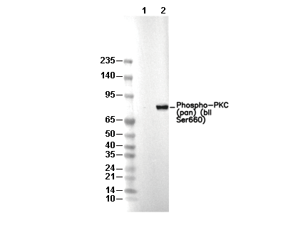 Phospho-PKC (pan) (βII Ser660) Antibody