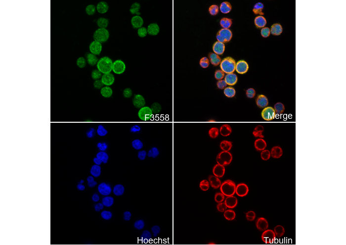 Phospho-CDC2(Thr161) Antibody