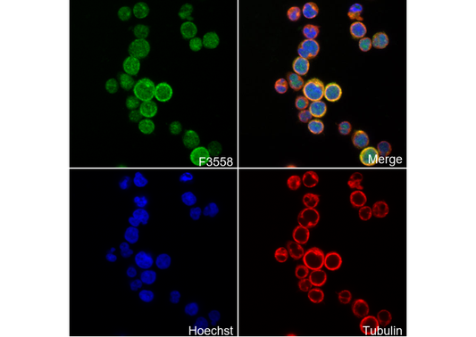 Phospho-CDC2(Thr161) Antibody
