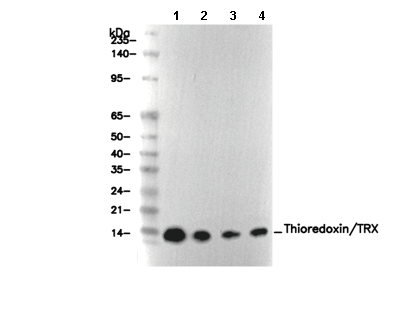 Thioredoxin/TRX Antibody