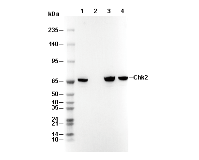 Chk2 Antibody