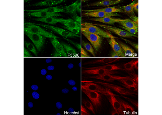 Myoferlin Antibody
