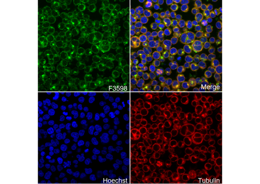 Phospho-LAT(Tyr200) Antibody