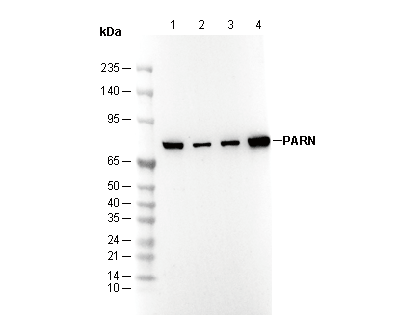 PARN Antibody
