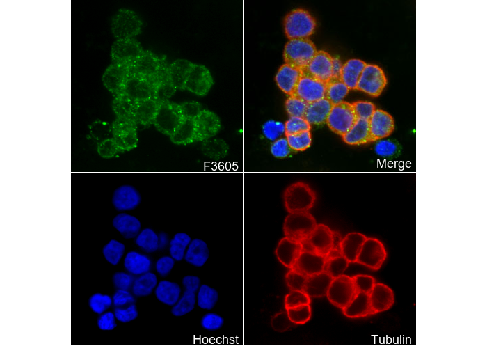 TGF α Antibody