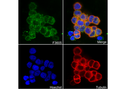 TGF α Antibody