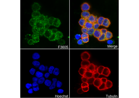 TGF α Antibody