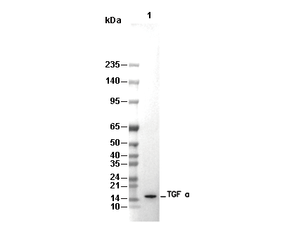 TGF α Antibody