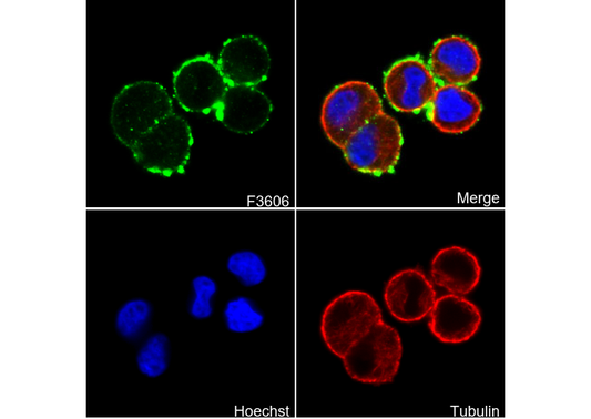 Phospho-ErbB2/HER2 (Tyr877) Antibody