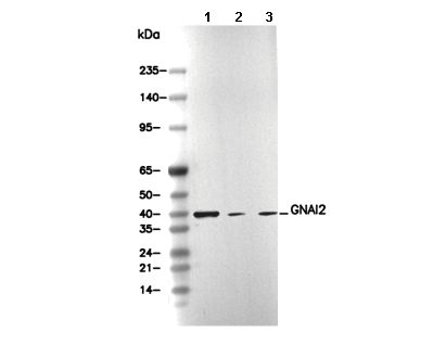 GNAI2 Antibody