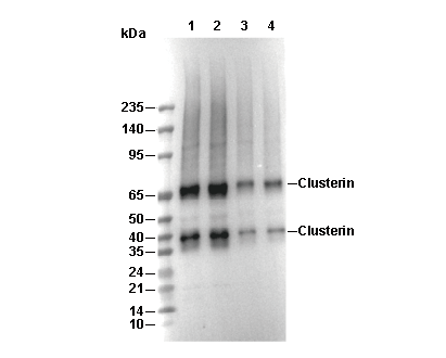 Clusterin Antibody
