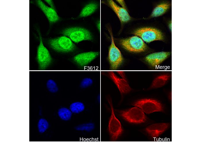 EEF2/Elongation factor 2 Antibody
