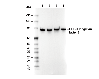 EEF2/Elongation factor 2 Antibody