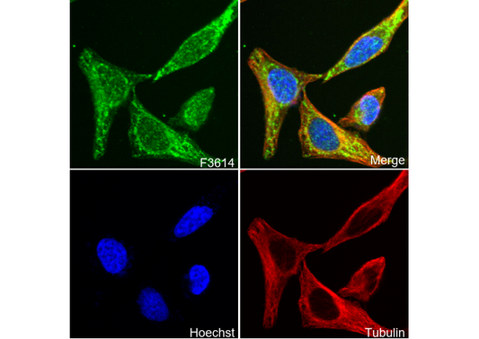 UQCRB Antibody