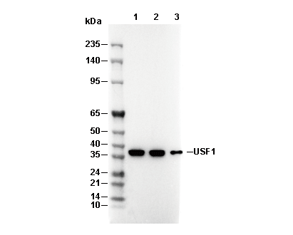 USF1 Antibody