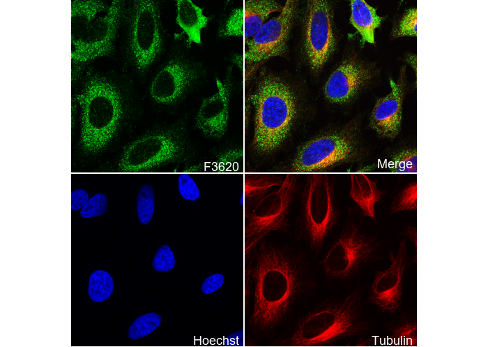eIF3B Antibody