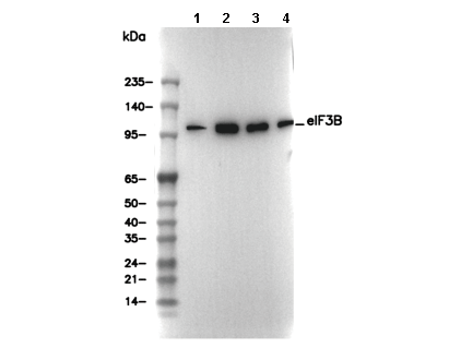 eIF3B Antibody