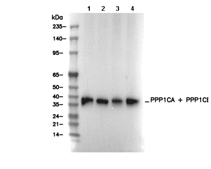 PPP1CA + PPP1CB Antibody