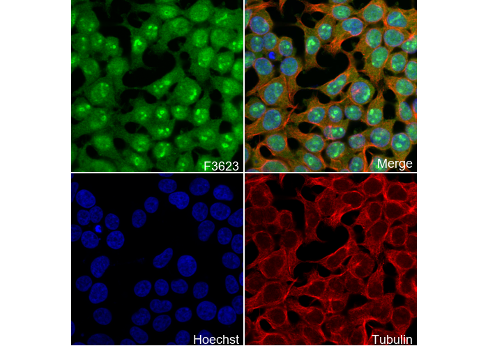 POLD3 Antibody
