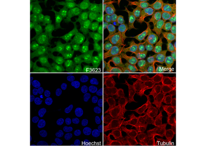POLD3 Antibody