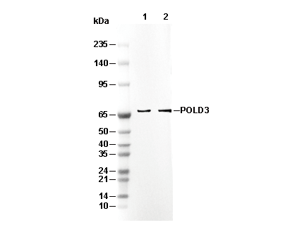 POLD3 Antibody