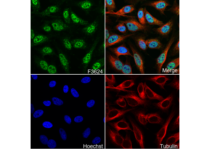 Phospho-ErbB2/ErbB4 (Y1248/1284) Antibody