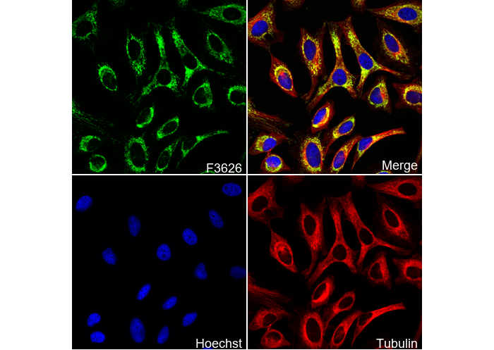 TST Antibody