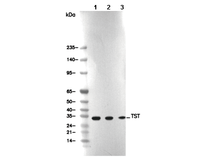 TST Antibody
