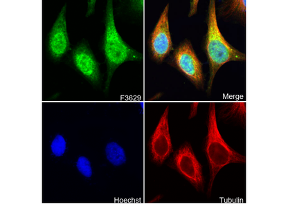 TREX1 Antibody