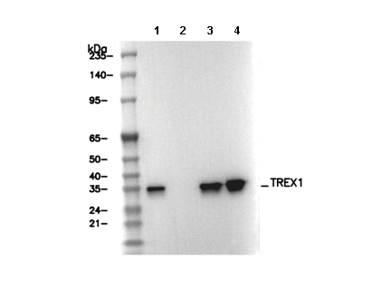 TREX1 Antibody