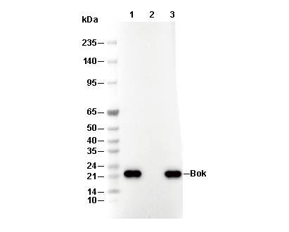 Bok Antibody