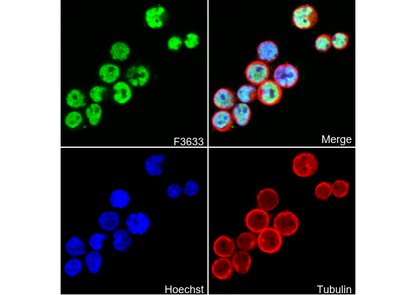 E2F6 Antibody