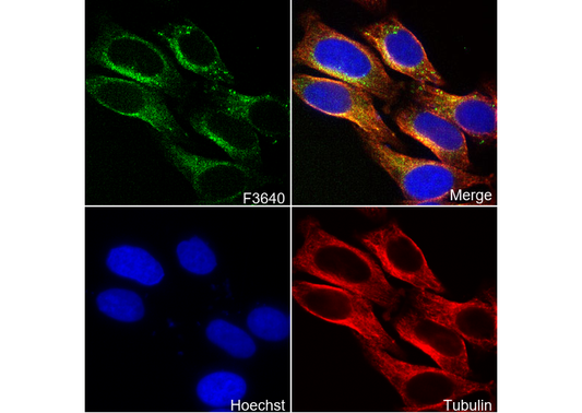 Heme Oxygenase 1 Antibody