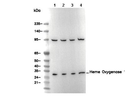 Heme Oxygenase 1 Antibody