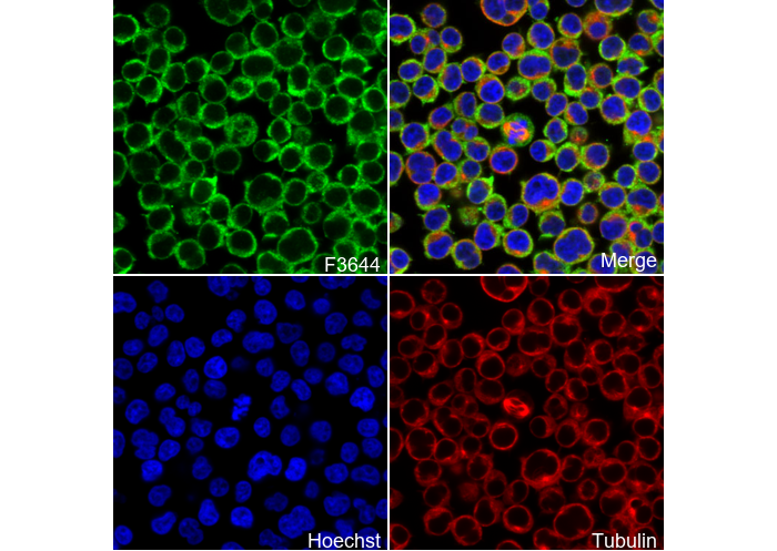 MYL12B Antibody