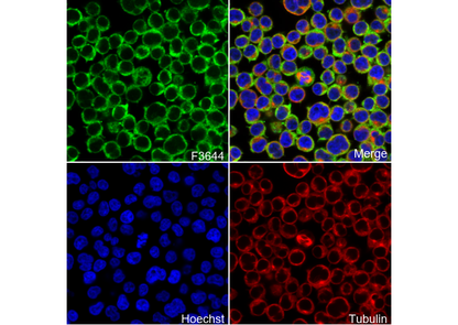 MYL12B Antibody