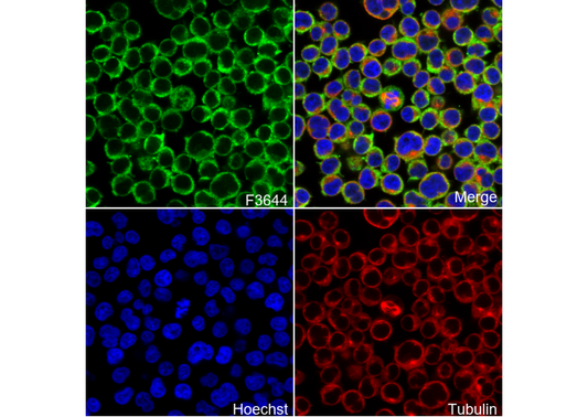 MYL12B Antibody