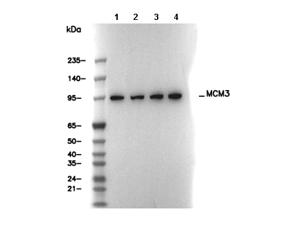 MCM3 Antibody