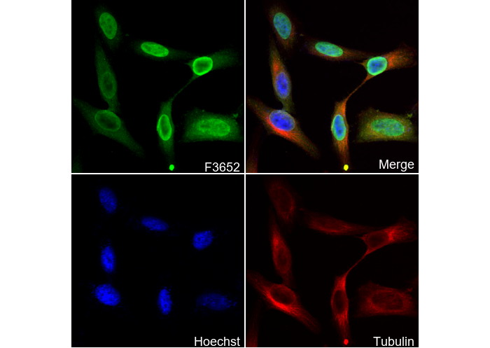 Transketolase Antibody