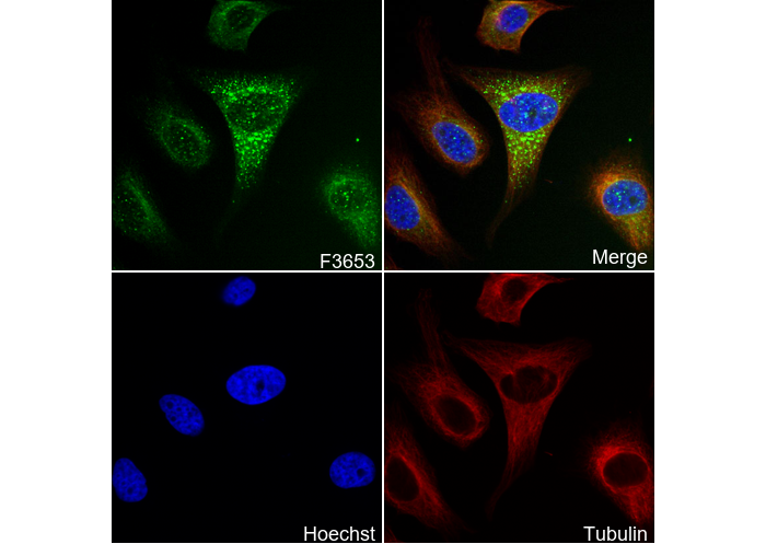 GBP1 Antibody
