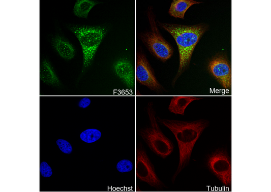 GBP1 Antibody