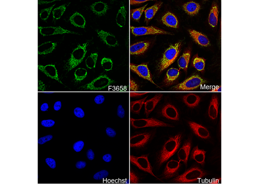 NNT Antibody