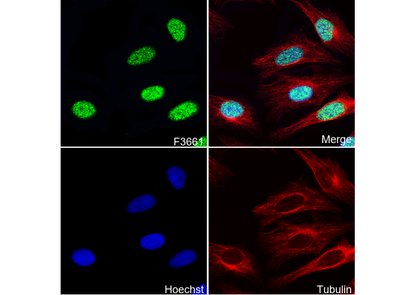 USP39 Antibody