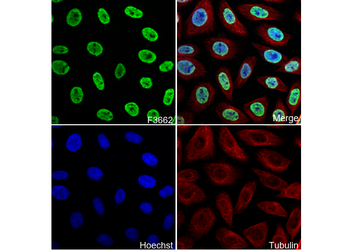 KHSRP Antibody