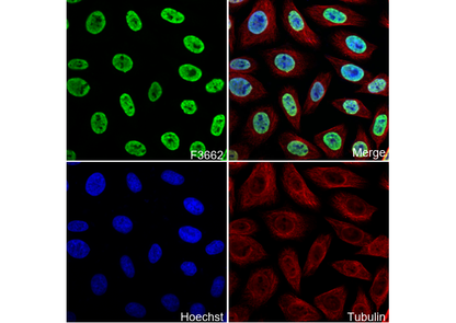 KHSRP Antibody