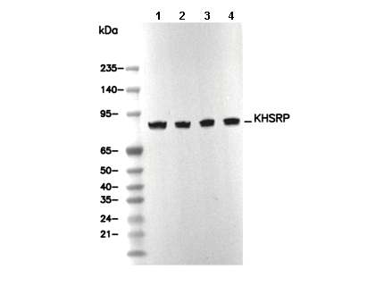 KHSRP Antibody