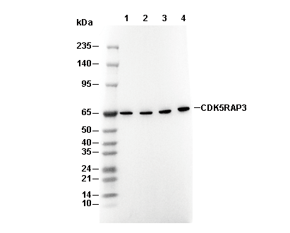 CDK5RAP3 Antibody
